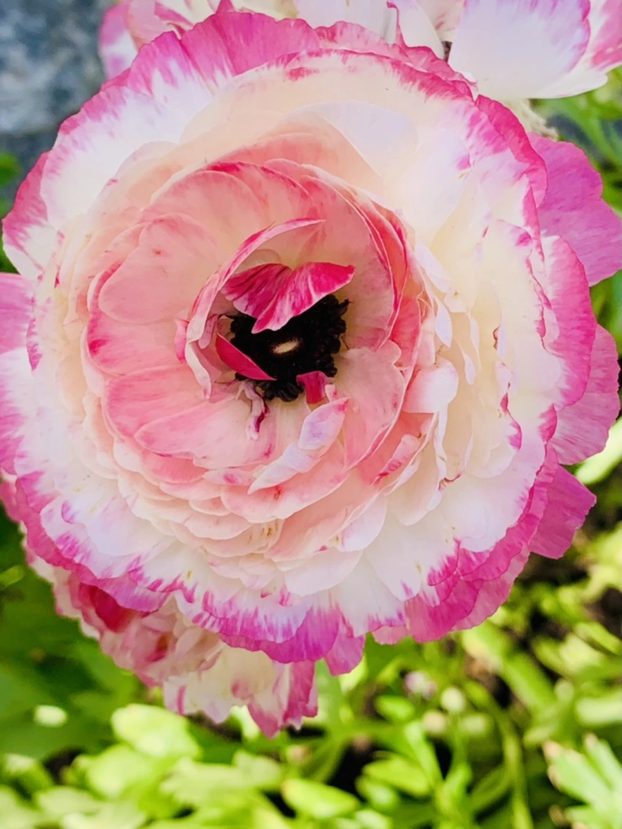 IMG_1047.jpg?type=w966