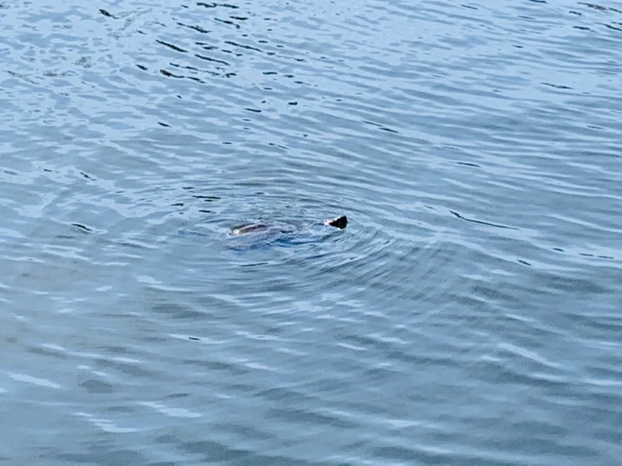 IMG_9421.jpg?type=w966