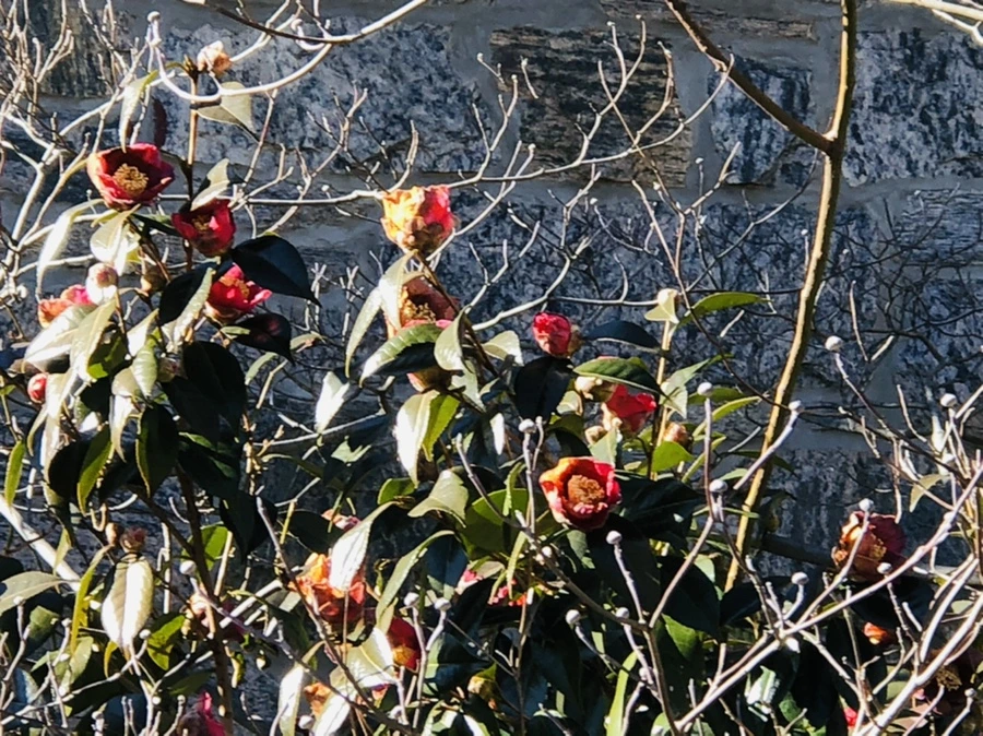 IMG_7654.jpg?type=w966