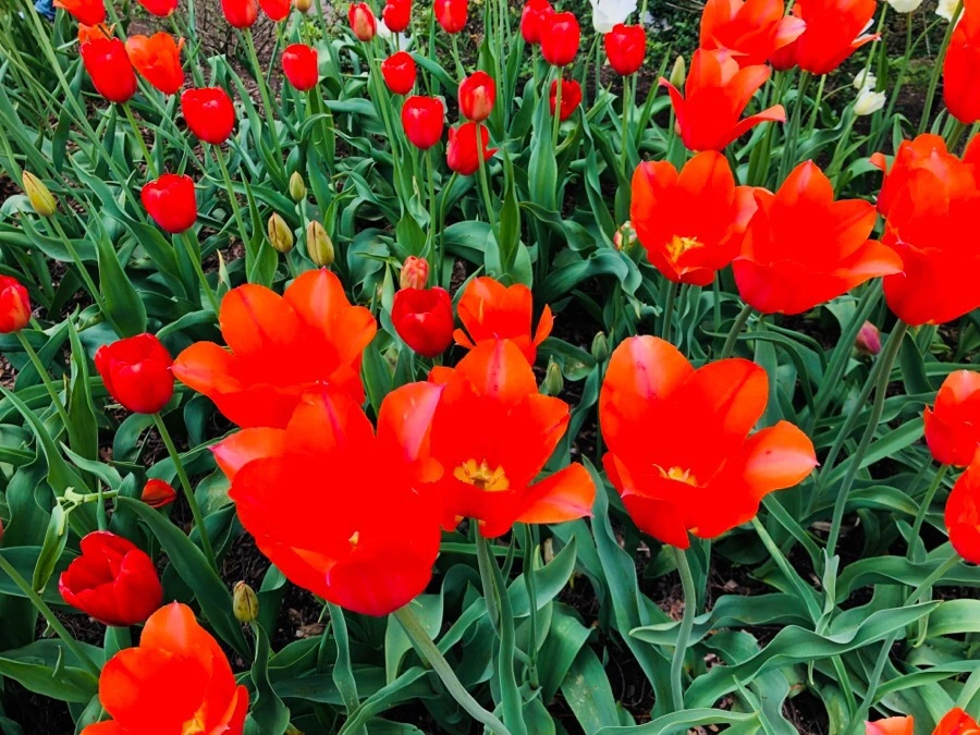 IMG_5518.jpg?type=w966