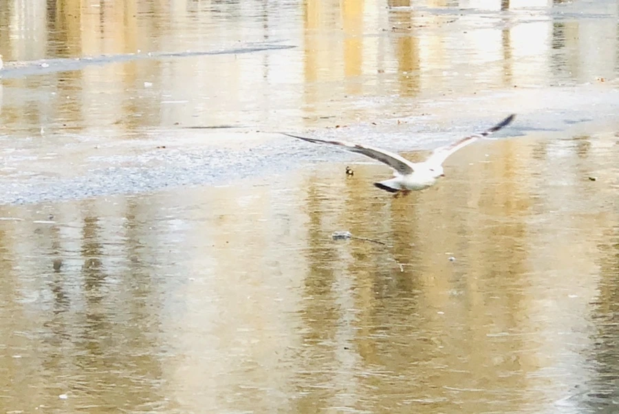 IMG_2122.jpg?type=w966