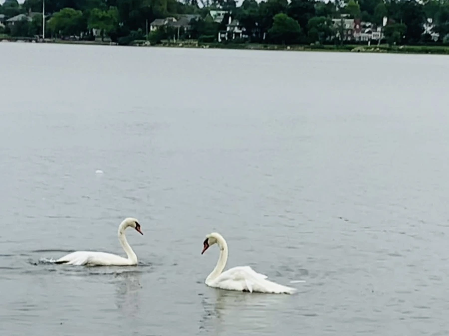 IMG_7023.jpg?type=w966