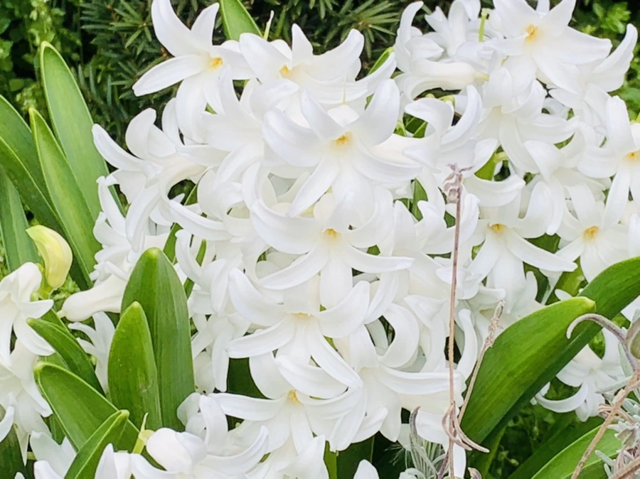 IMG_5998.jpg?type=w966