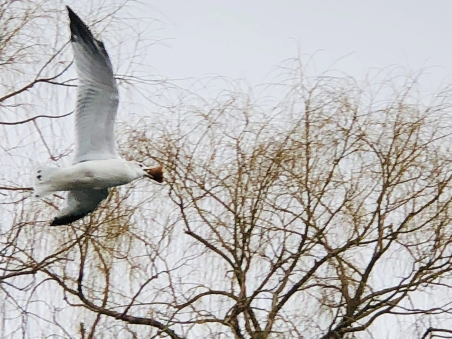 IMG_8619.jpg?type=w966