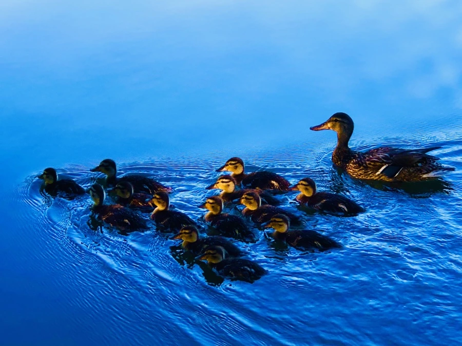 IMG_2709.jpg?type=w966