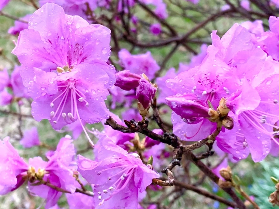 IMG_4888.jpg?type=w966