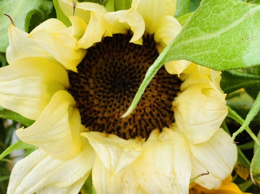 IMG_0269.jpg?type=w966