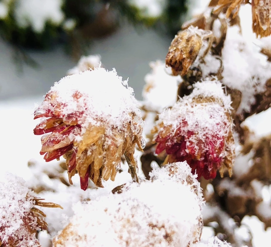 IMG_3452.jpg?type=w966