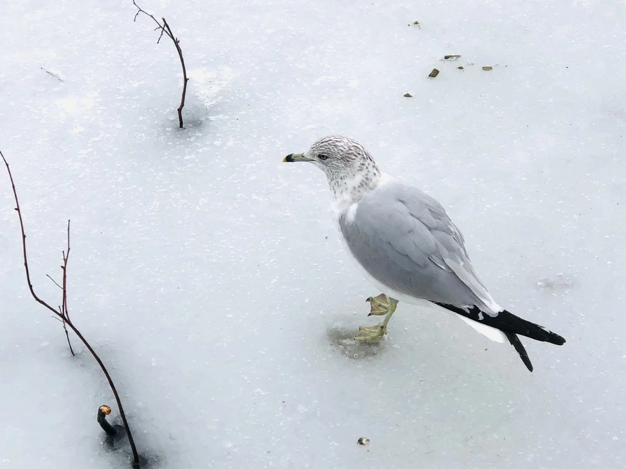 IMG_4327.jpg?type=w966