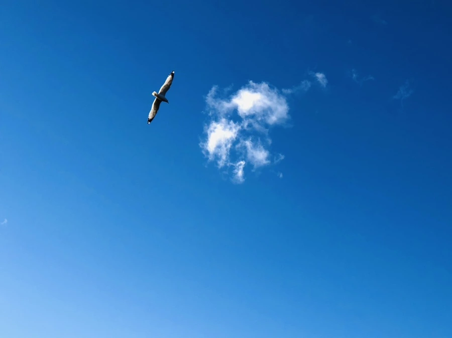 IMG_9264.jpg?type=w966