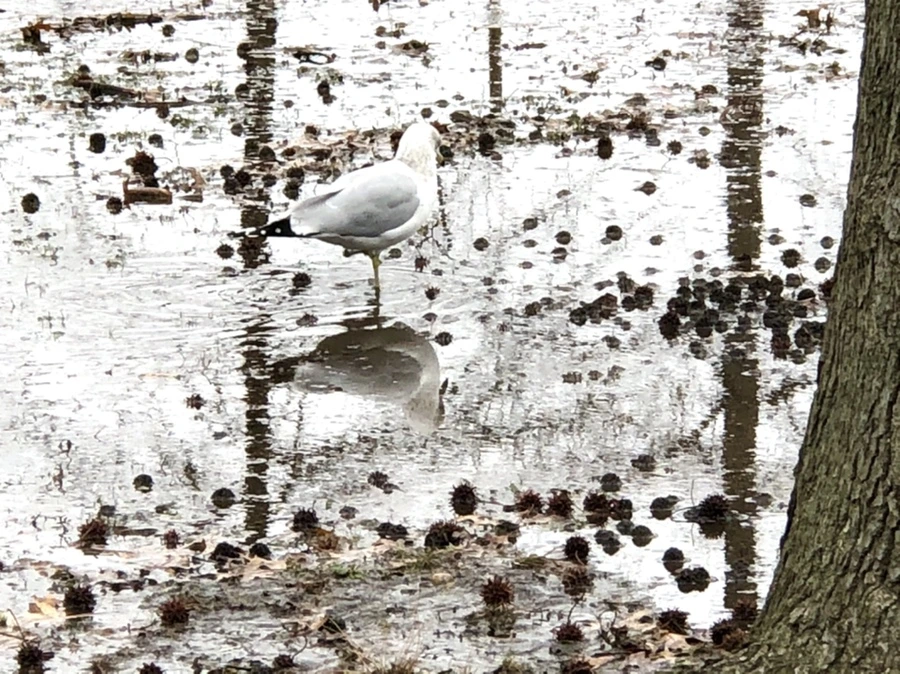 IMG_9431.jpg?type=w966