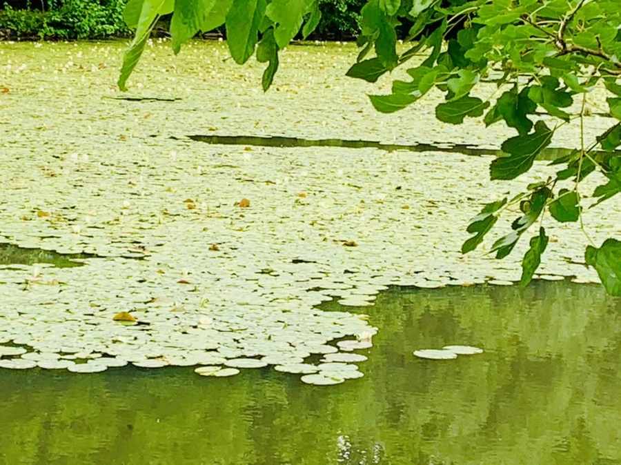 IMG_0752.jpg?type=w966