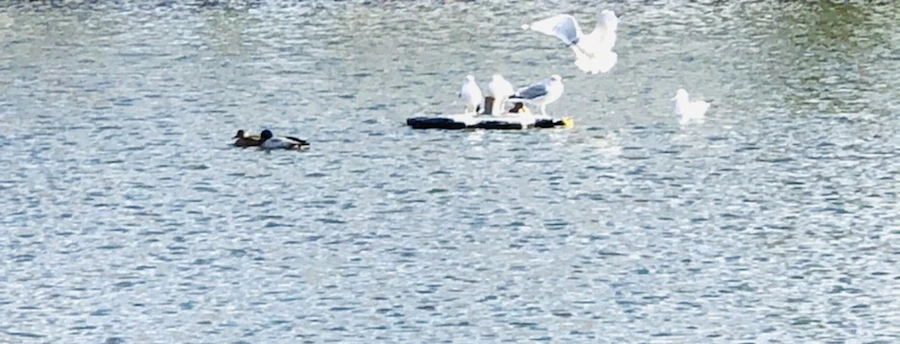 IMG_9240.jpg?type=w966