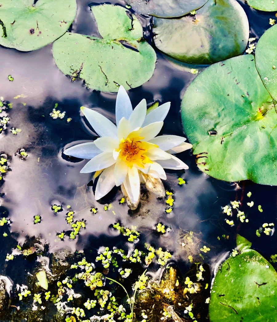 IMG_9884.jpg?type=w966