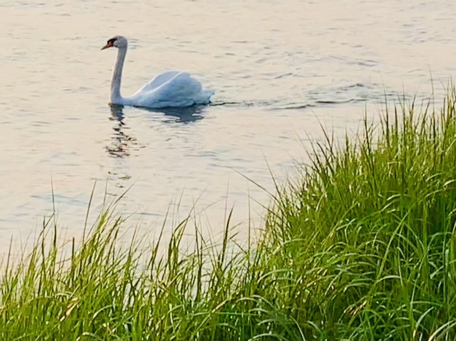 IMG_3719.jpg?type=w966