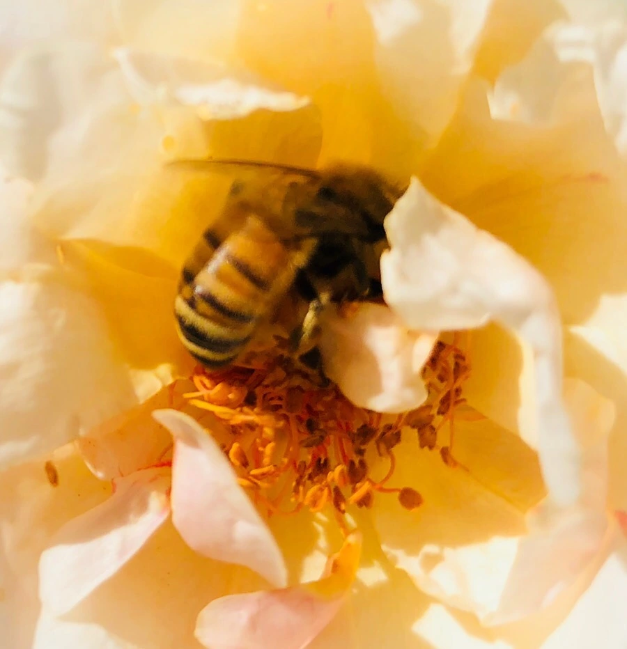 IMG_7835.jpg?type=w966