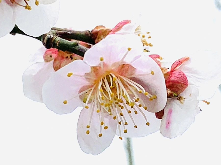 IMG_3607.jpg?type=w966