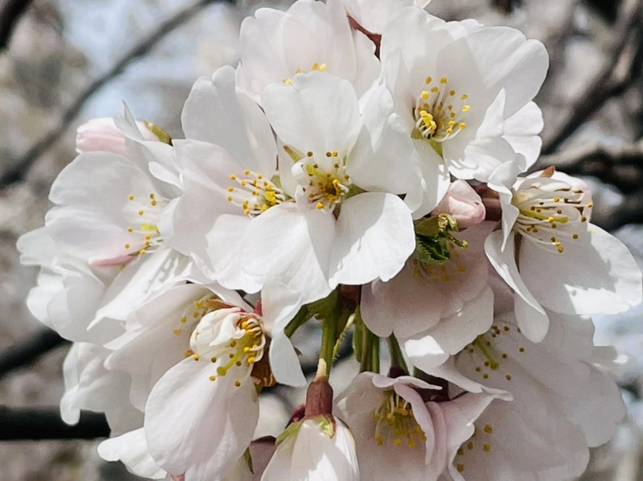 IMG_8908.jpg?type=w966