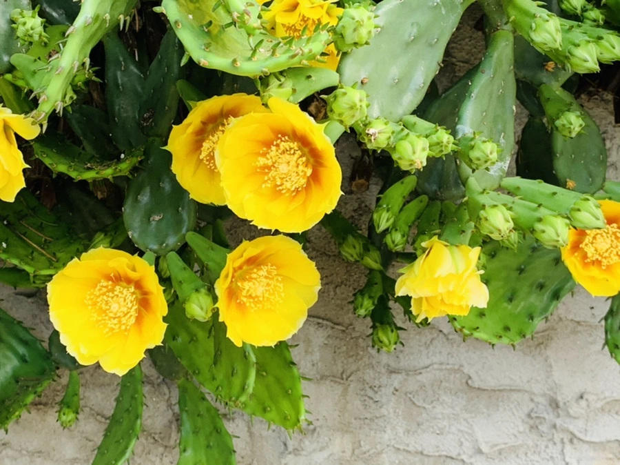 IMG_2675.jpg?type=w966