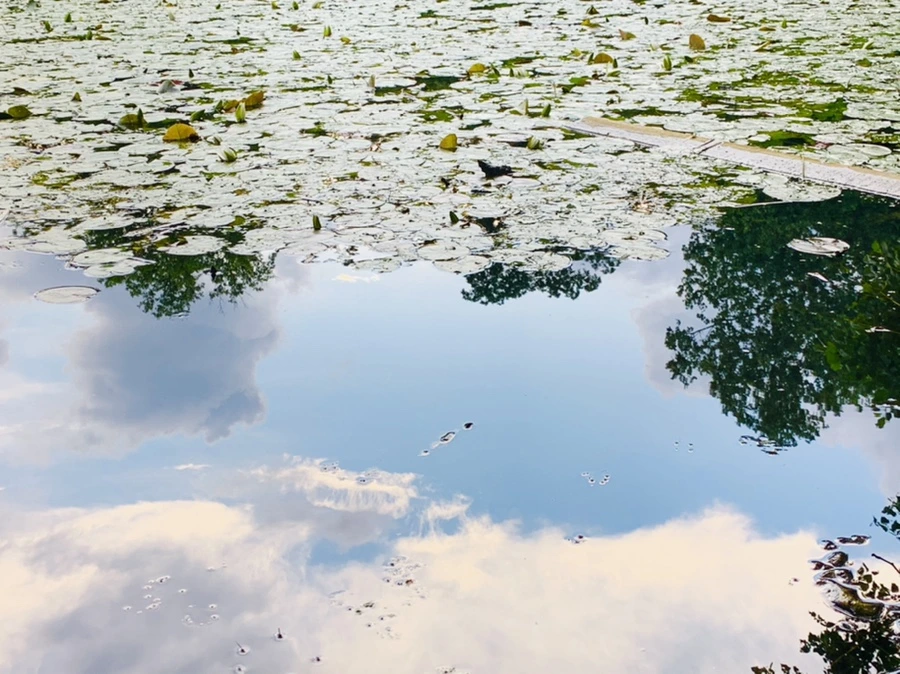 IMG_3008.jpg?type=w966