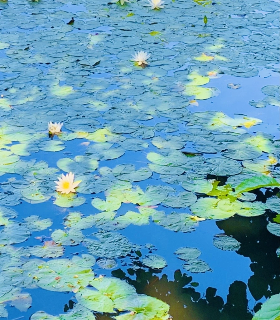 IMG_1215.jpg?type=w966