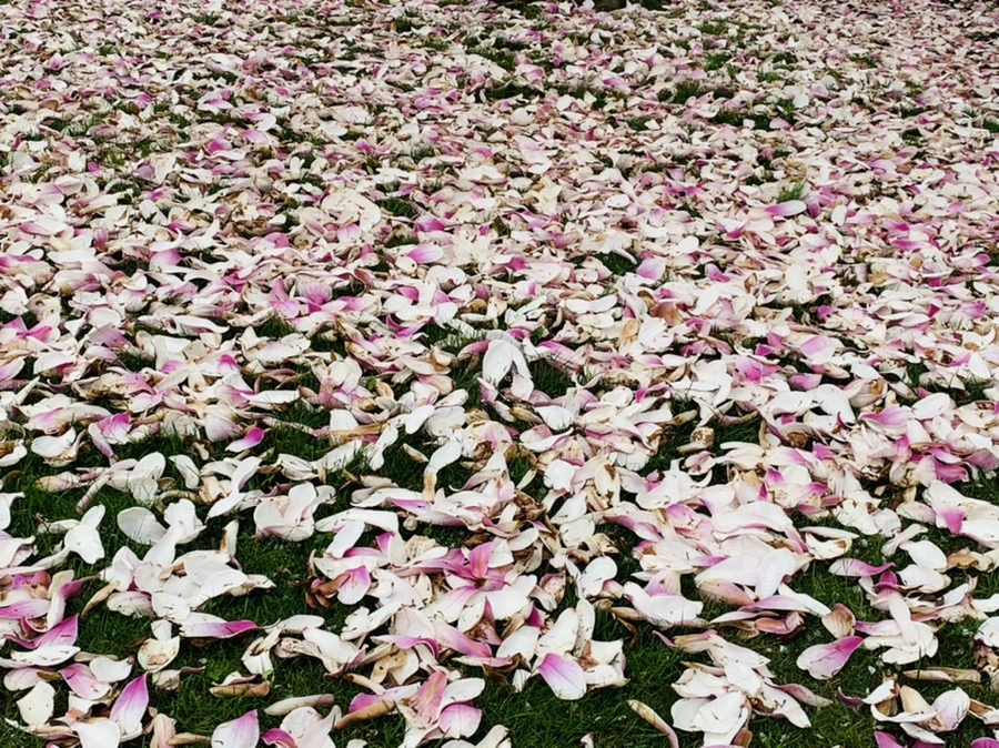 IMG_1098.jpg?type=w966