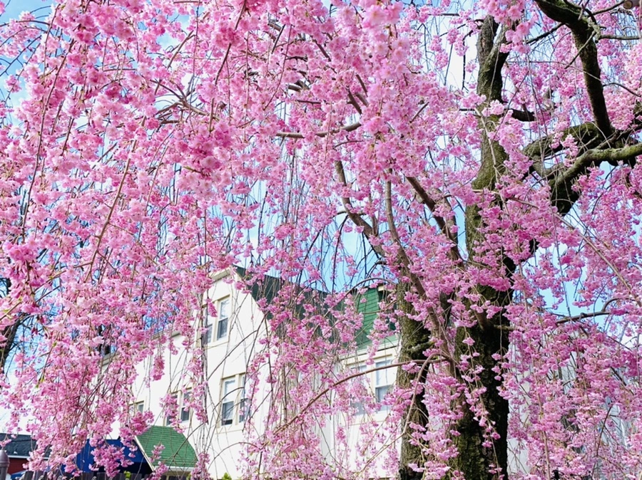 IMG_1526.jpg?type=w966