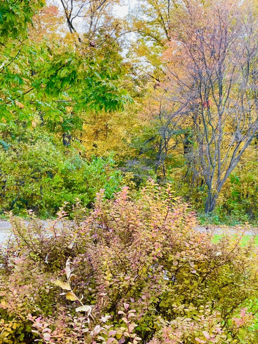 IMG_2351.jpg?type=w966