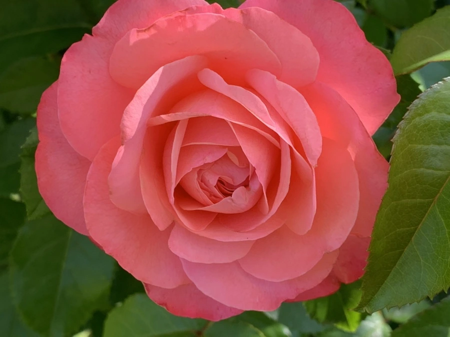 IMG_3093.jpg?type=w966