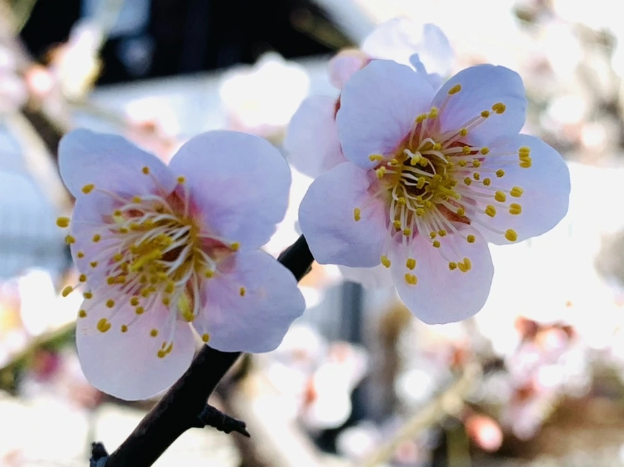 IMG_1324.jpg?type=w966