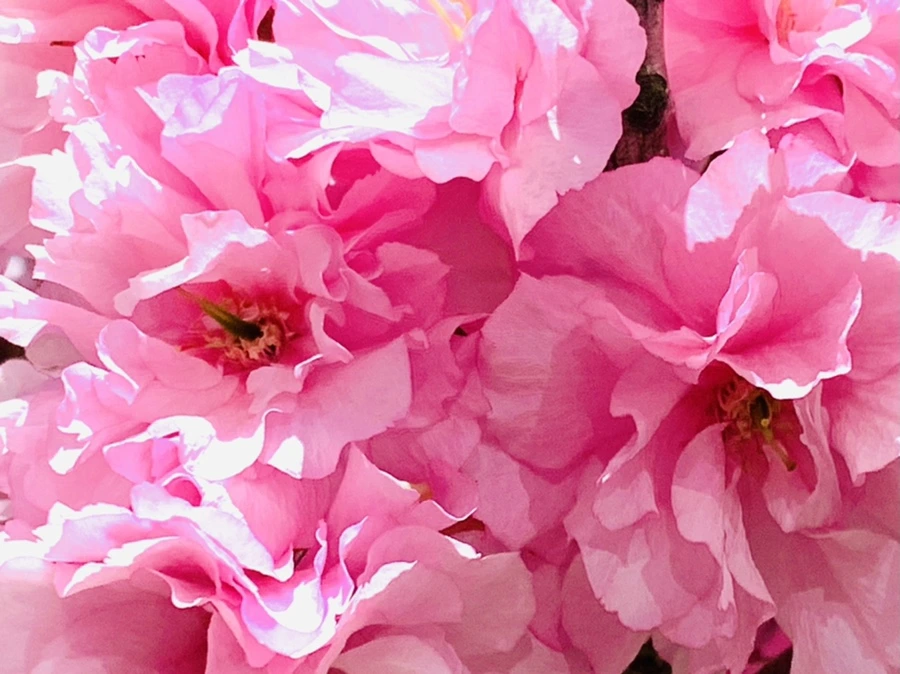 IMG_8409.jpg?type=w966