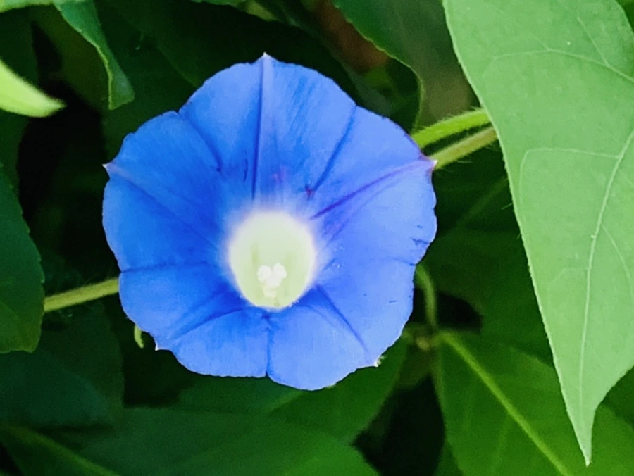 IMG_7038.jpg?type=w966