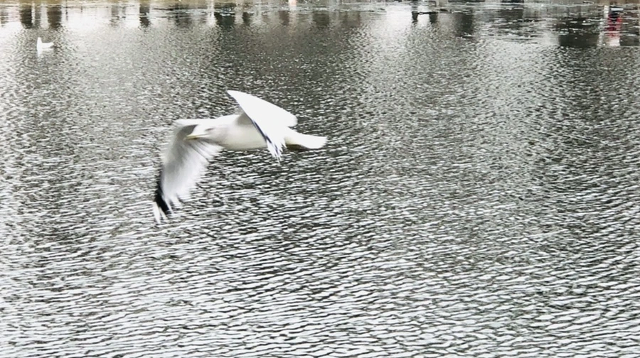 IMG_3298.jpg?type=w966