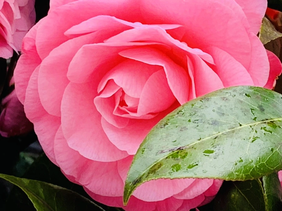 IMG_1432.jpg?type=w966