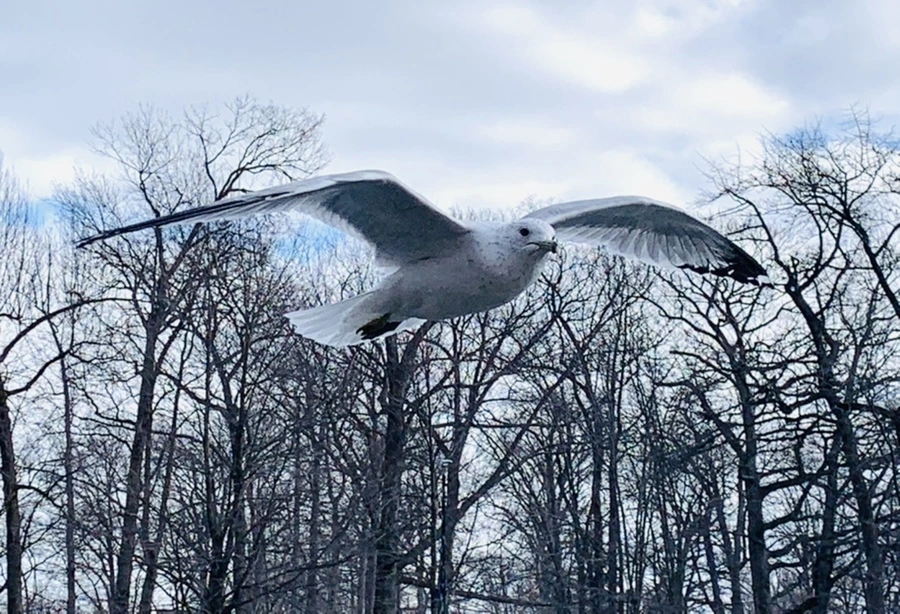 IMG_7858.jpg?type=w966