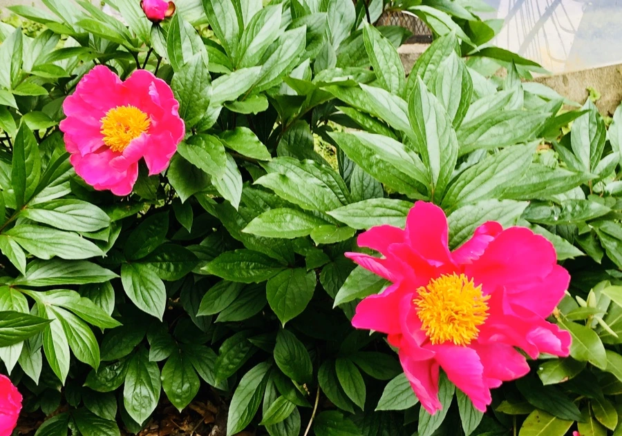 IMG_7567.jpg?type=w966