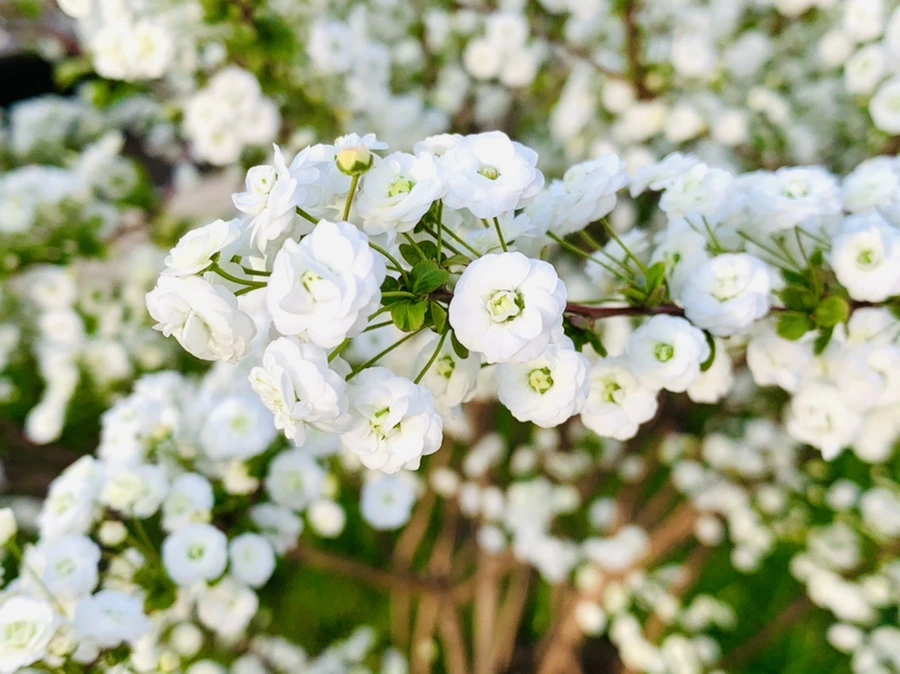 IMG_3135.jpg?type=w966