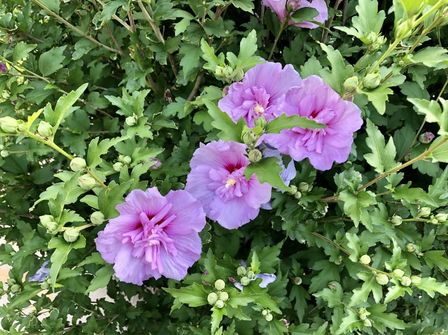 IMG_1533.jpg?type=w966