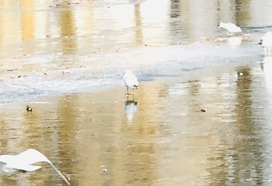 IMG_2144.jpg?type=w966