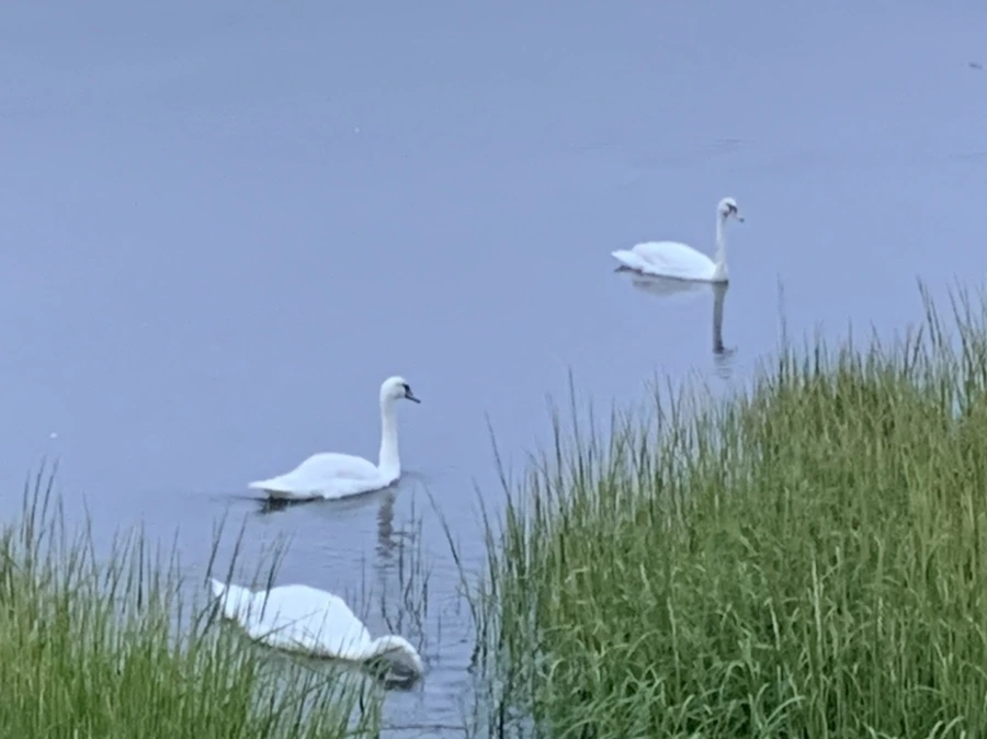 IMG_6636.jpg?type=w966