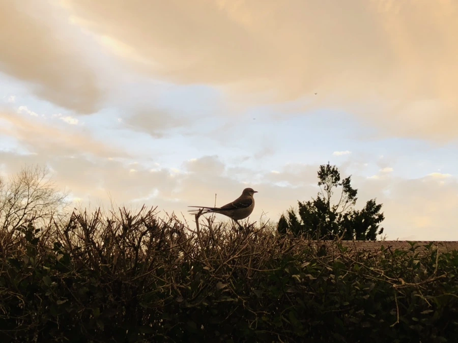 IMG_8222.jpg?type=w966