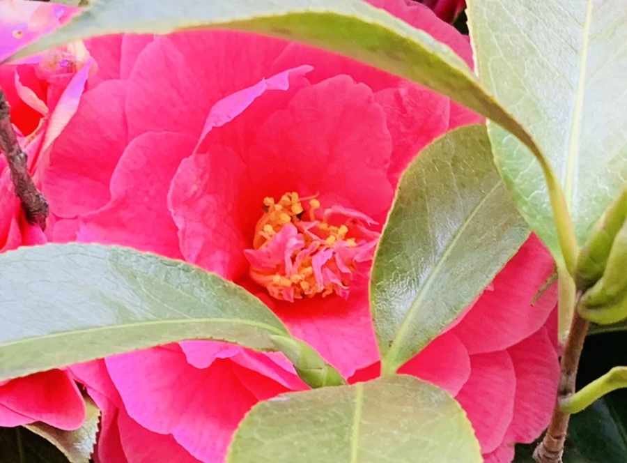 IMG_7791.jpg?type=w966