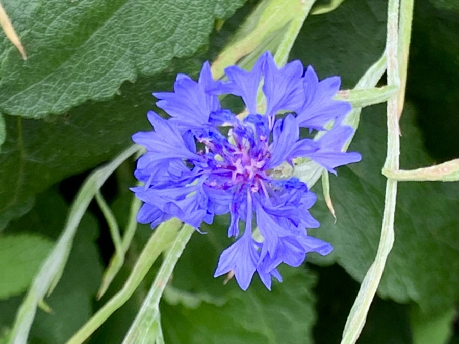 IMG_9437.jpg?type=w966