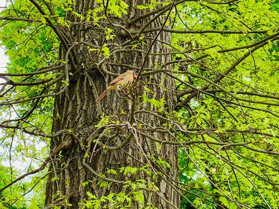 IMG_8754.jpg?type=w966