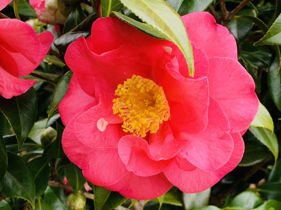 IMG_6654.jpg?type=w966