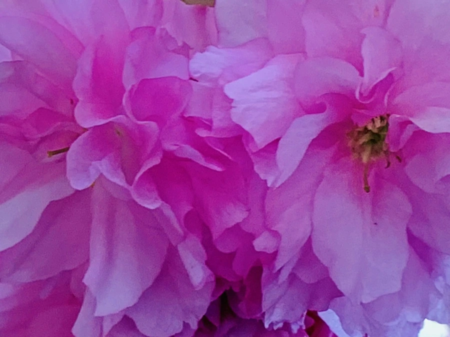 IMG_7380.jpg?type=w966