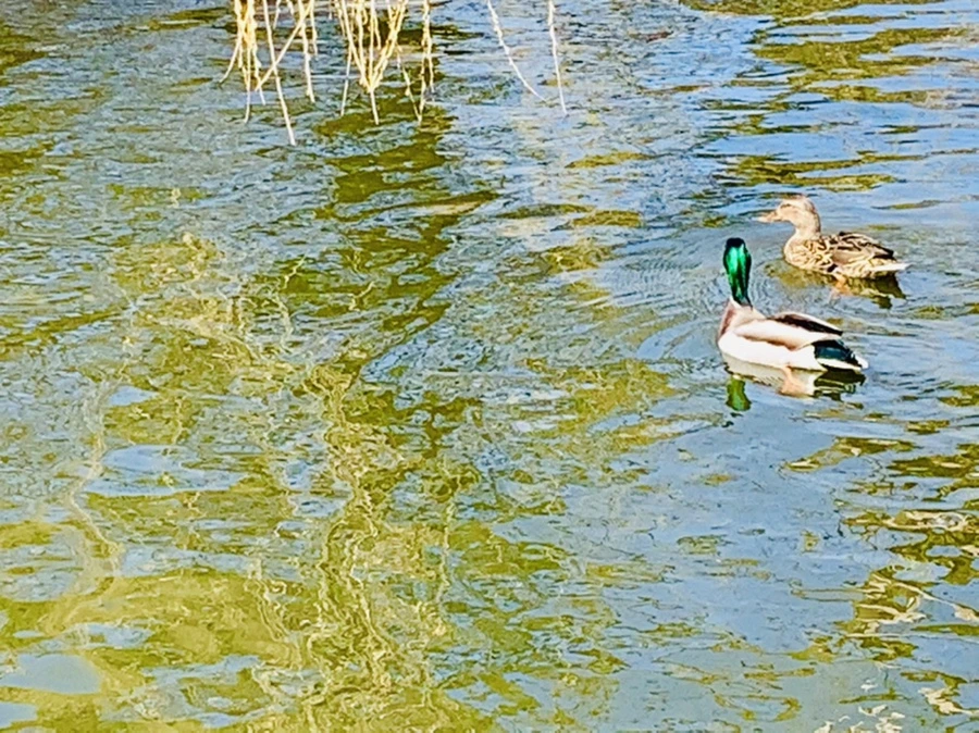 IMG_3099.jpg?type=w966