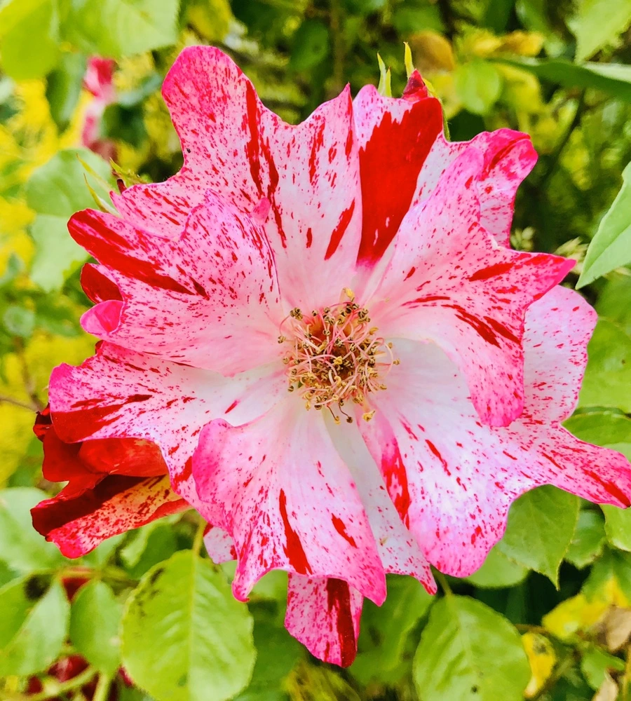 IMG_7962.jpg?type=w966