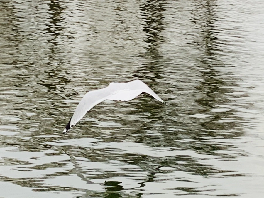 IMG_1754.jpg?type=w966