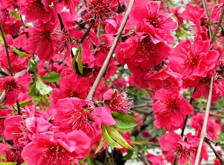 IMG_8050.jpg?type=w966